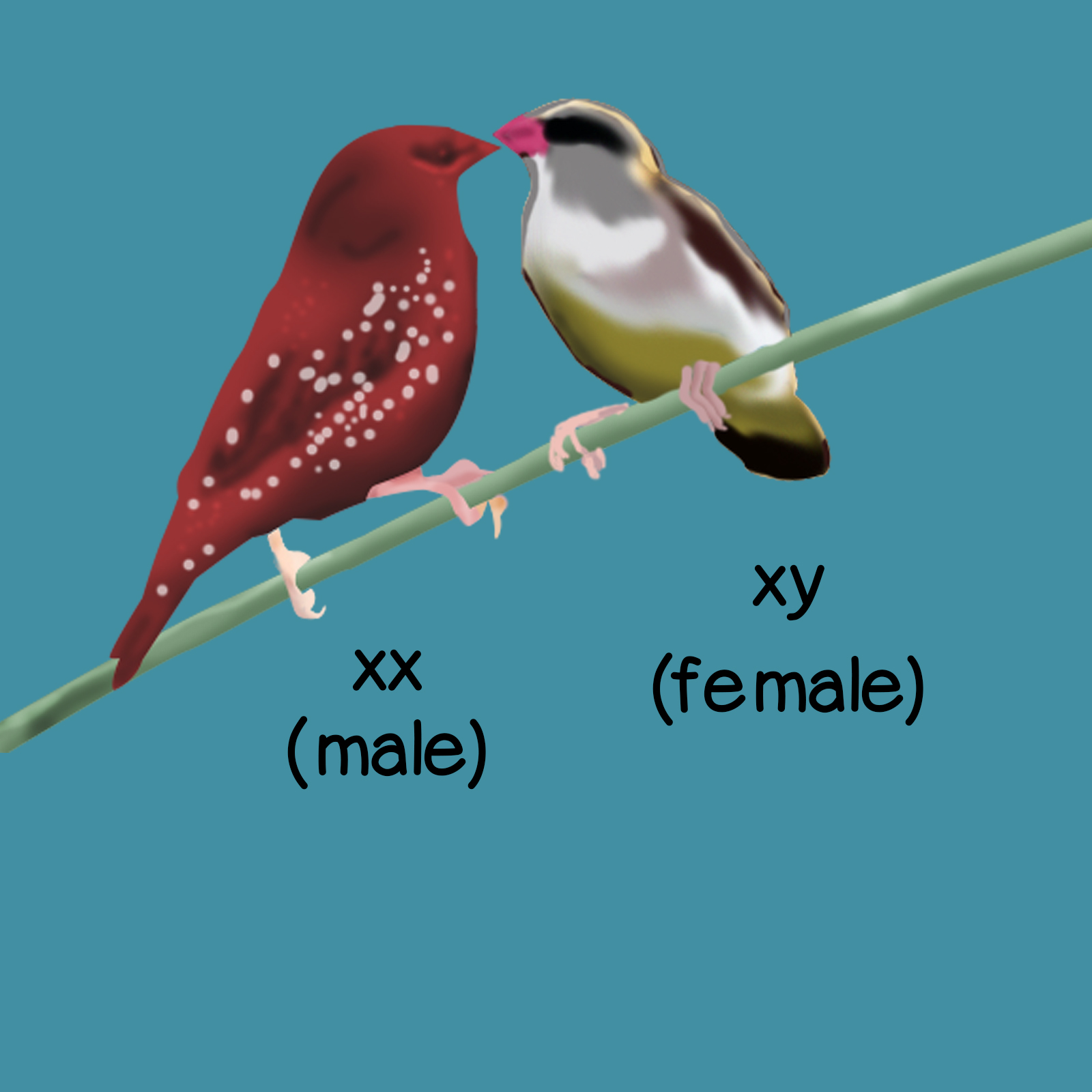 Male bird =xx; Female bird = xy