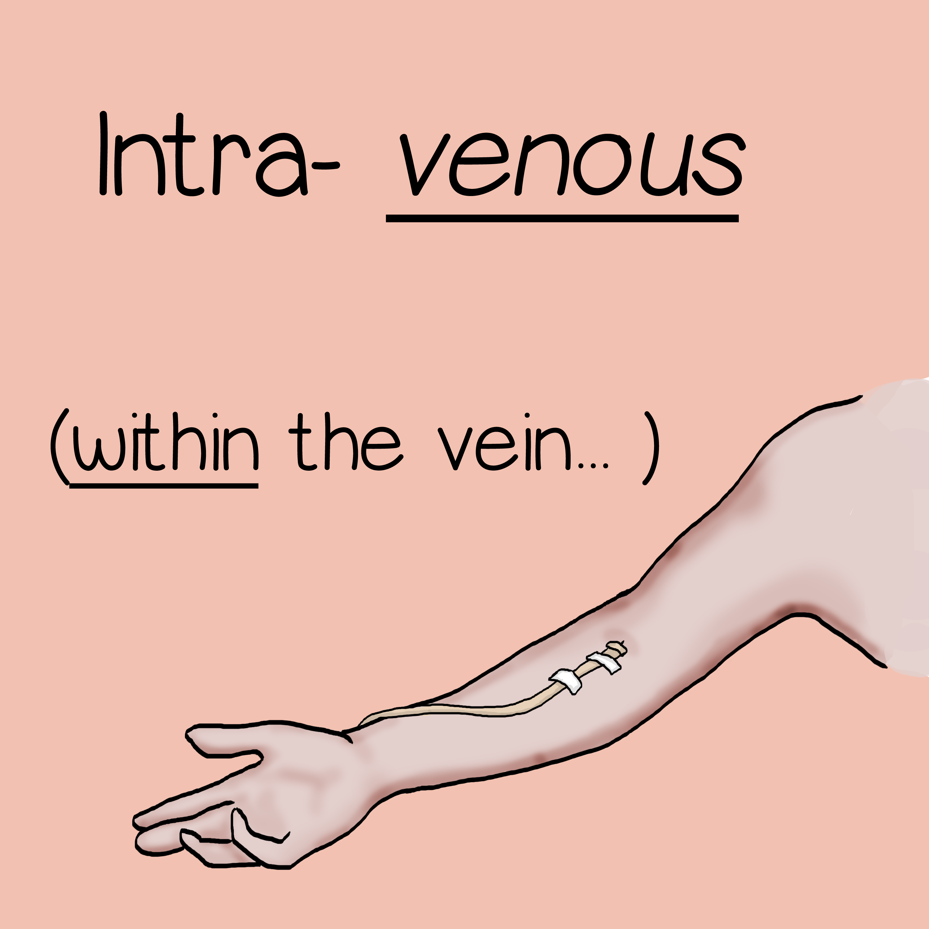 Intra-venous is within the vein